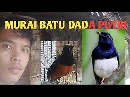 Murai supak super gacor dor dengan gaya sujud bongkar isian.masteran populer: Murai Batu Supak Murai Batu Dada Putih Youtube