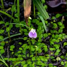 Image result for Utricularia arenaria