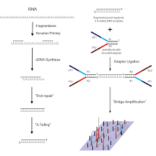 Cdna steht für komplementäre dna. Http Molgen Biologie Uni Mainz De Downloads Pdfs Skript Ss2013 Pdf
