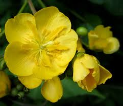 Image result for Eriolaena