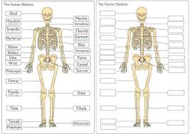 Up to 60% of the human body is water. Human Skeleton Diagram