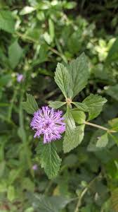 Image result for Centratherum punctatum