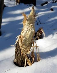 Pileated woodpeckers are the largest of the common woodpeckers found in most of north america. Pileated Woodpecker Damage New Hampshire Garden Solutions
