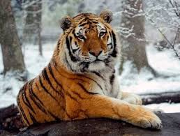 Information And Facts About Tigers And Types Of Tigers And