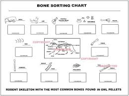 Owl Pellet Bone Sorting And Identification Chart Pdf