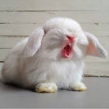 460 Lola Lamanruhanis Gallery Ideas Rabbit Bunny Cute Bunny