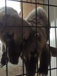 My First Day Training At The Indian Creek Zoo Scoping Out The First Candidates Meet The Coatimundi S At Indian Creek Zoo Animals Indian Creek Zoo