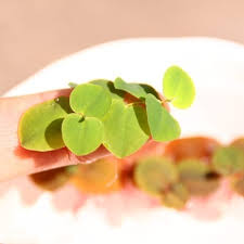 Image result for Phyllanthus retinervis