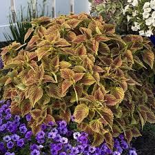 Image result for Coleus