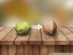 How To Identify Hickory Nuts With Pictures Wikihow