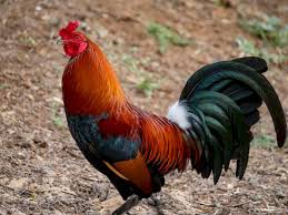 This channel is a collection of original video content of pure poultry show only. Duh Gerebek Tempat Judi Polisi Di Filipina Tewas Diserang Ayam Indozone Id
