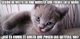 Esta conmemoración tiene su origen gracias a una iniciativa del fondo internacional para el bienestar animal (ifaw por sus siglas en inglés). Sinembargo On Twitter Internautas Celebran Con Memes El Dia Internacional Del Gato Https T Co Ymuymjcwvr Https T Co Dzxyx93hua
