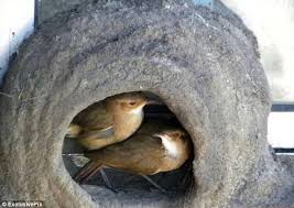 Birds That Make Mud Nests On Houses It S A Love Nest Birds Build An Elaborate Home Ahead Of Their Breeding Season Pet Birds Birds Wild Creatures