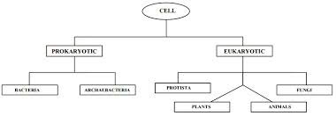Flowchart On Type Of Cell And Their Structure And Function