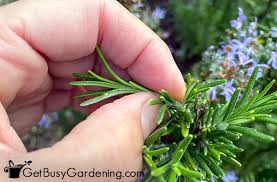 Image result for rosemary pruning