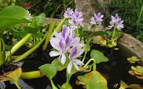 We did not find results for: How To Make A Mini Outdoor Pond For Freshwater Aquarium Fish Aquarium Co Op