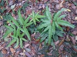 Image result for Pteris kivuensis
