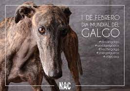 We are working on additional languages and hope to have those. Tania Romacho Twitterissa February 1st Is A Bad Day To Be A Spanish Galgo Today Is The End Of The Hunting Season Thousands Of Killed Abandoned Galgos In Spain Noalacaza4f Https T Co Evpihnzc7l