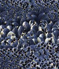 When a penguin from inside of the huddle has become sufficiently warm, they move to the outside of the group to allow one. Antarctic Animals Adapting To The Cold Australian Antarctic Program