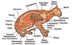 Going from his 'hips' down there is the coccyx, then femur and patella or kneecap, tibia and. The Anatomy Of Your Dog Or Cat Bothell Pet Hospital Case Studies