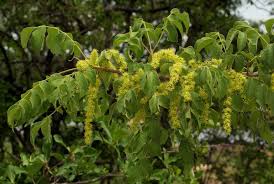 Image result for Lannea barteri