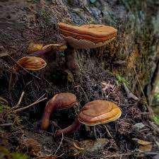 Image result for Ganoderma curtisii