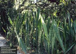 Image result for Sansevieria hyacinthoides