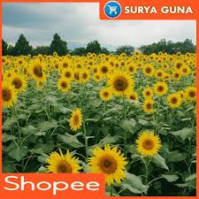 Jual tanaman pohon bunga matahari. Jual Bibit Bunga Matahari Kemasan 10 Gram Benih Bunga Matahari Shopee Indonesia