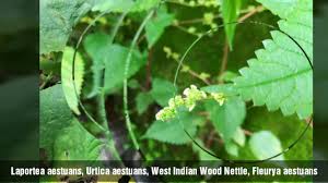 Image result for Laportea aestuans