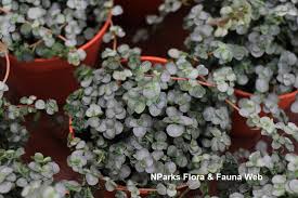Image result for Pilea angolensis