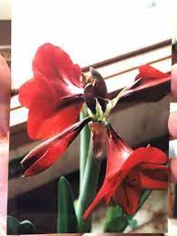 Amaryllis Secrets What To Do With Amaryllis After Blooming Amaryllis Amaryllis Care Amaryllis Bulbs
