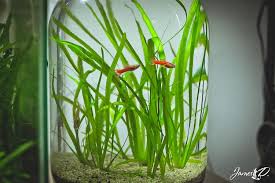 How To Make An Ecosystem In A Bottle With Fish Plants Fish Plants Indoor Water Garden Plants