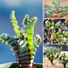 Image result for Trachyandra