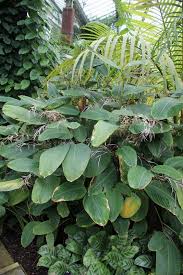 Image result for Marantochloa purpurea