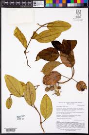 Image result for Dichaetanthera corymbosa