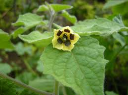 Image result for Physalis peruviana