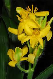 Image result for Hypoxis