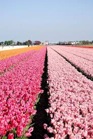 Keukenhof Gardens The Netherlands Tulip Fields Beautiful Flowers Tulips