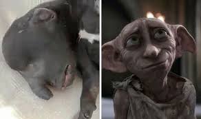 Headmaster albus dumbledore offers him pay and sick days (though he shudders at dumbledore's. Meet Dobby The Dog The Doppelganger Of Harry Potter House Elf Weird News Express Co Uk