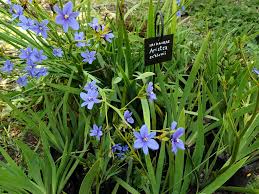 Image result for Aristea ecklonii