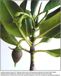 Image result for Rhizophora