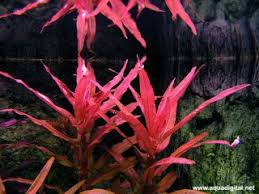 Image result for Nesaea fruticosa