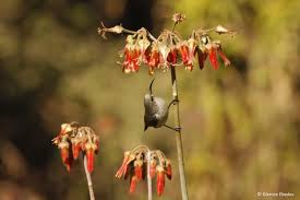 Image result for Cotyledon barbeyi