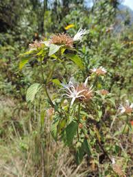 Image result for Virectaria major