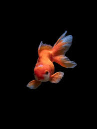 Ikan hias yang berukuran kecil seperti ikan cupang hingga ikan hias berukuran besar seperti arwana relatif tidak membutuhkan perawatan yang rumit. Melihat Keindahan Akuarium Berisikan Ikan Hias Air Tawar Lifestyle Fimela Com
