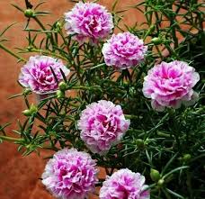 Aneka macam krokot import dan lokal. Jual Benih Bunga Krokot Double Mix Tempat Jual Bibit Facebook