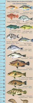 Die familie der seewölfe bezeichnet. Gesetzliche Mindestmasse Der Fische Beim Angeln Auf Den Balearen Angeln Mallorca De Angelschein Angeltouren Hochseefischen