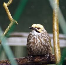Jenis burung pipit ini dapat ditemukan di daerah pegunungan, di ladang tua, atau ladang yang dibudidayakan di dekat desa. Tiga Jenis Burung Hendak Dikeluarkan Dari Daftar Satwa Dilindungi Berikut Penjelasan Klhk Mongabay Co Id Mongabay Co Id