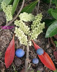 Image result for description of Elaeocarpus sphaericus