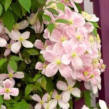 Maybe you would like to learn more about one of these? Clematis Montana Plant Rubens Dobies